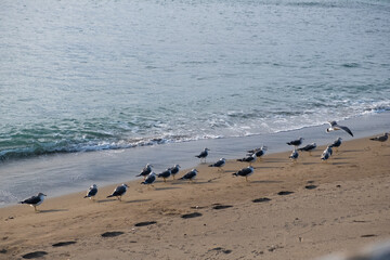 Fototapeta na wymiar 砂浜の鳥