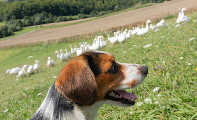 Geese and dog - farm animals in the countryside