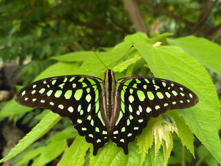The Tailed Jay Graphium agamemnon agamemnon Linnaeus