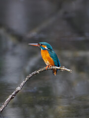 Kingfish posing