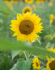 Obraz premium macro photo of a bright sunflower in a field in summer