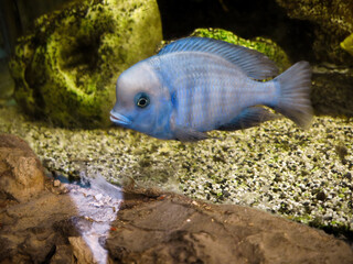 Obraz na płótnie Canvas Beautiful blue fish swimming in the aquarium. 