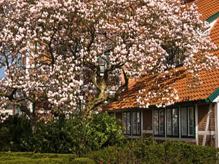 Blühende Magnolie vor dem Jorker Rathaus- Niedersachsen