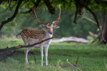 Naklejka na ściany i meble deer in the woods