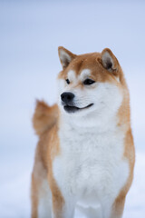 A beautiful dog of the Shiba Inu breed in winter on ice. High quality photo
