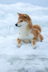 A beautiful dog of the Shiba Inu breed in winter on ice. High quality photo
