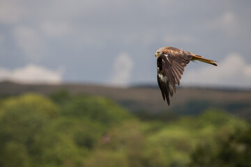 Red Kite in flight motion oxfordshire united kingdom willdife conservation