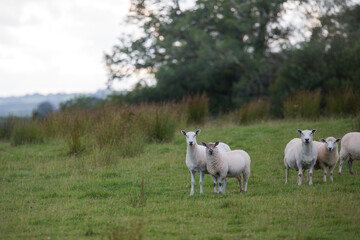 Obraz na płótnie Canvas Sheep in Famrers Field