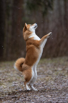 A beautiful dog of the Shiba Inu breed stands on its hind legs. High quality photo