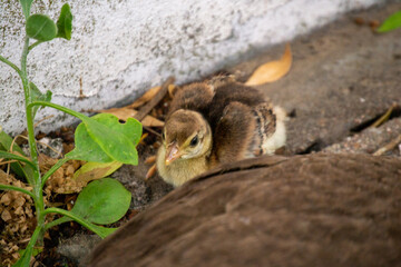 Peafowl Babies
