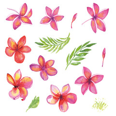 Tropic flower set. Watercolor collection hawaiian pink red plumeria. Frangipani blossom, palm leaves - 485146905