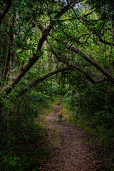 Obraz premium path in the woods