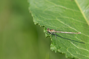 Fototapeta premium fly on leaf