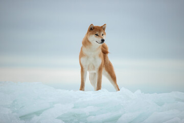 A beautiful dog of the Shiba Inu breed in winter on ice. High quality photo