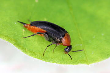 Mordellochroa abdominalis on leaf - tumbling flower beetles (Mordellidae), extreme close-up with high magnification.