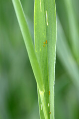 Egg of the cereal leaf beetle (Oulema melanopus) is a significant cereals pest and cereal leaves damaged by beetles of this species.