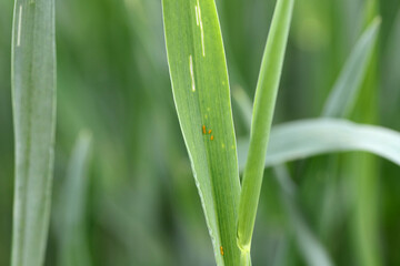 Egg of the cereal leaf beetle (Oulema melanopus) is a significant cereals pest and cereal leaves damaged by beetles of this species.