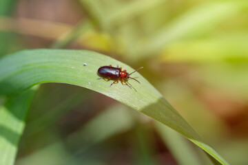 Cereal leaf beetle (Oulema melanopus / duftschmidi) on the cereal leaf. It is a significant cereals pest.