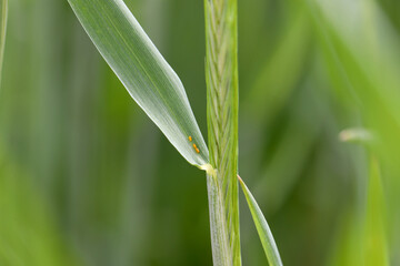 Obraz premium Egg of the cereal leaf beetle (Oulema melanopus) is a significant cereals pest and cereal leaves damaged by beetles of this species.