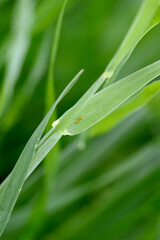 Egg of the cereal leaf beetle (Oulema melanopus) is a significant cereals pest and cereal leaves damaged by beetles of this species.