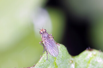 Leaf miner, is a species of insect, a fly of the family Agromyzidae. It is pest of many crops.