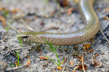 A juvenile Anguis fragilis, also known as a slow worm, slowworm, blind worm or glass lizard, and often mistaken for a snake.