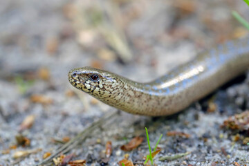Obraz premium A juvenile Anguis fragilis, also known as a slow worm, slowworm, blind worm or glass lizard, and often mistaken for a snake.