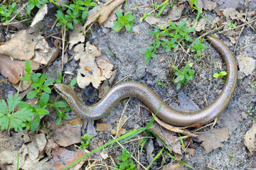 A juvenile Anguis fragilis, also known as a slow worm, slowworm, blind worm or glass lizard, and often mistaken for a snake.