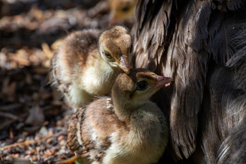 Peafowl Babies