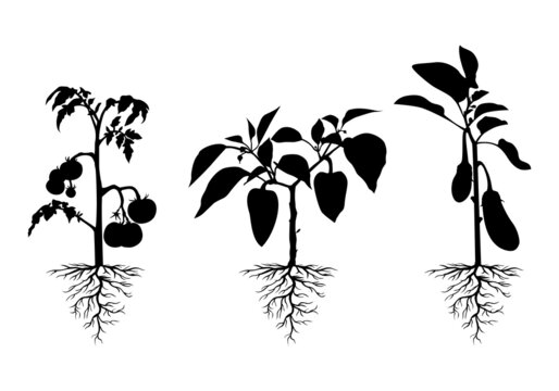 Silhouette tomato, pepper and eggplant plant with roots set