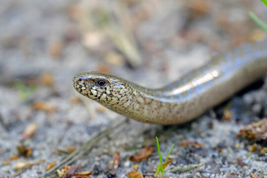 A juvenile Anguis fragilis, also known as a slow worm, slowworm, blind worm or glass lizard, and often mistaken for a snake.