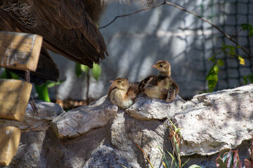 Peafowl Babies