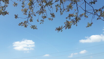 Blick zum blauen Himmel durch die Äste eines Baums.