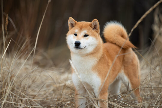 A beautiful dog of the Shiba Inu breed. High quality photo