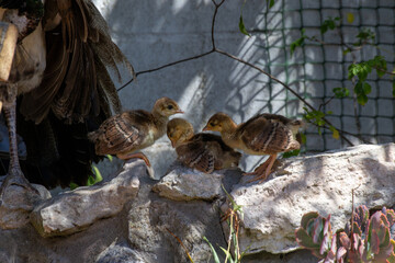 Peafowl Babies