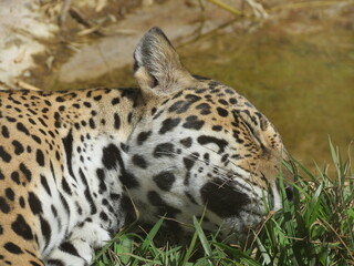 Close-up of a jaguar sleeping at the Marechal Floriano Zoo - Espírito Santo - Brazil