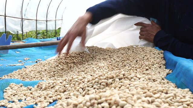 Pour the coffee beans into the sack