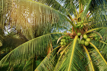 Beautiful green coconut palm tree. - obrazy, fototapety, plakaty