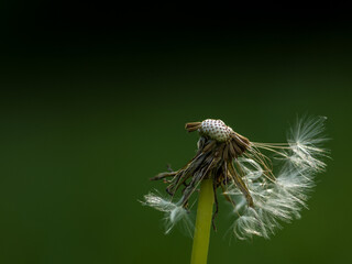 Vanity - Verg&auml;nglichkeit