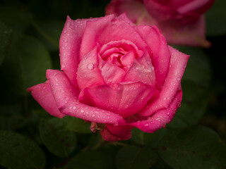 Rosengarten - Rosegarden