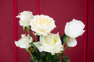 White roses isolated on a red background.