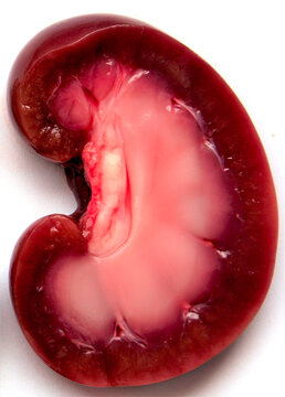 kidney sectioned on white background
