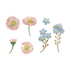 Daisies and forget-me-nots flowers set. Hand drawn with colored pencils. Design for postcards, bag or t-shirt.