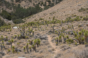 Fototapeta na wymiar High Desert hiking path.