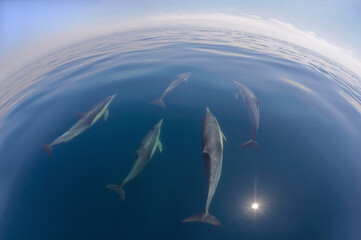 Five dolphins just below sea surface.