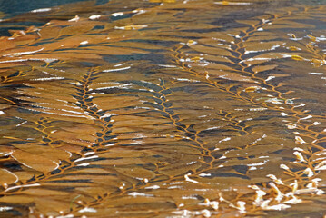 Giant kelp on flat surface.