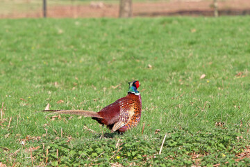 pheasant in the grass
