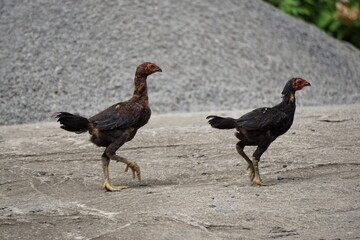 two scrawny chicken roaming free  on the tropical island of La Réunion, France