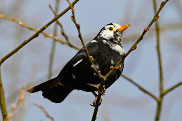 Leucistic Eurasian Blackbird // leuzistische Amsel (Turdus merula)