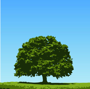 Vector landscape with a blue sky and a green tree